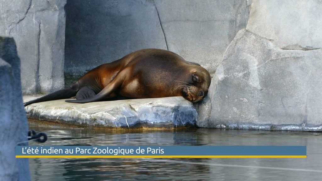 Nocturnes au parc Zoologique de Paris